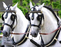 Horse Carriage
